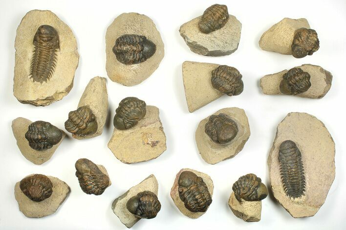 Lot - Bargain Trilobite Fossils From Morocco - Pieces #229642